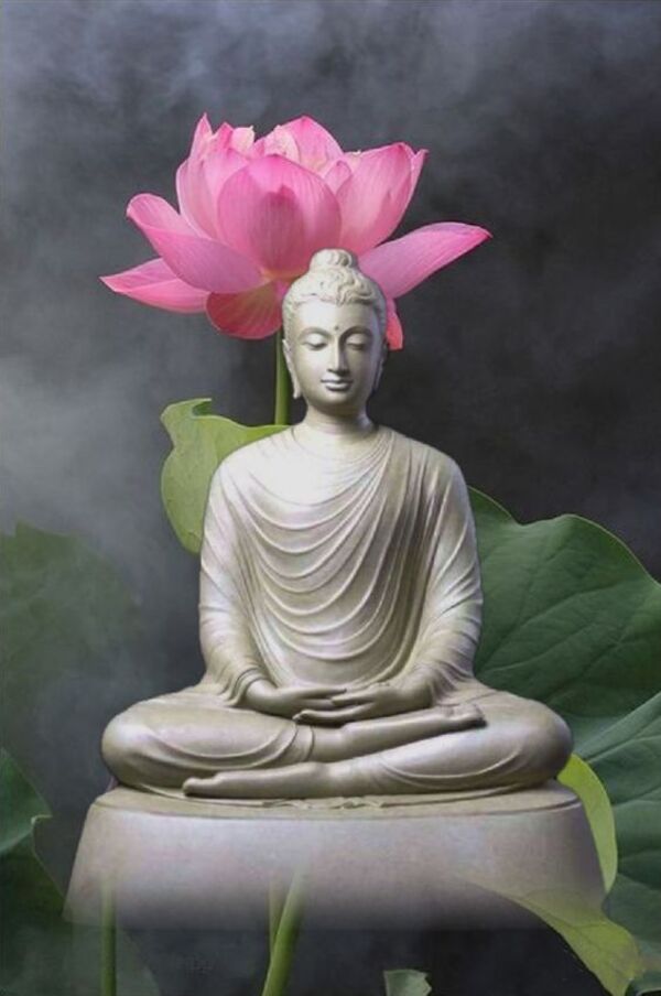 50 Hình Ảnh Hoa Sen Phật Giáo Bình An, Ý Nghĩa, Đẹp Nhất
