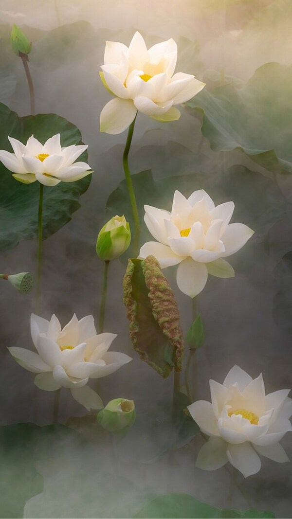 hình ảnh hoa sen trắng