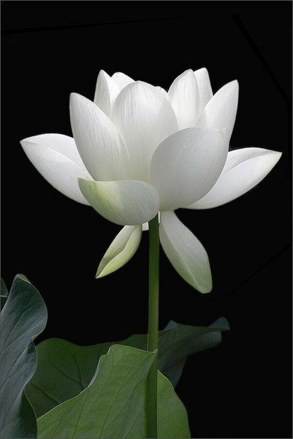 hình nền hoa sen trắng