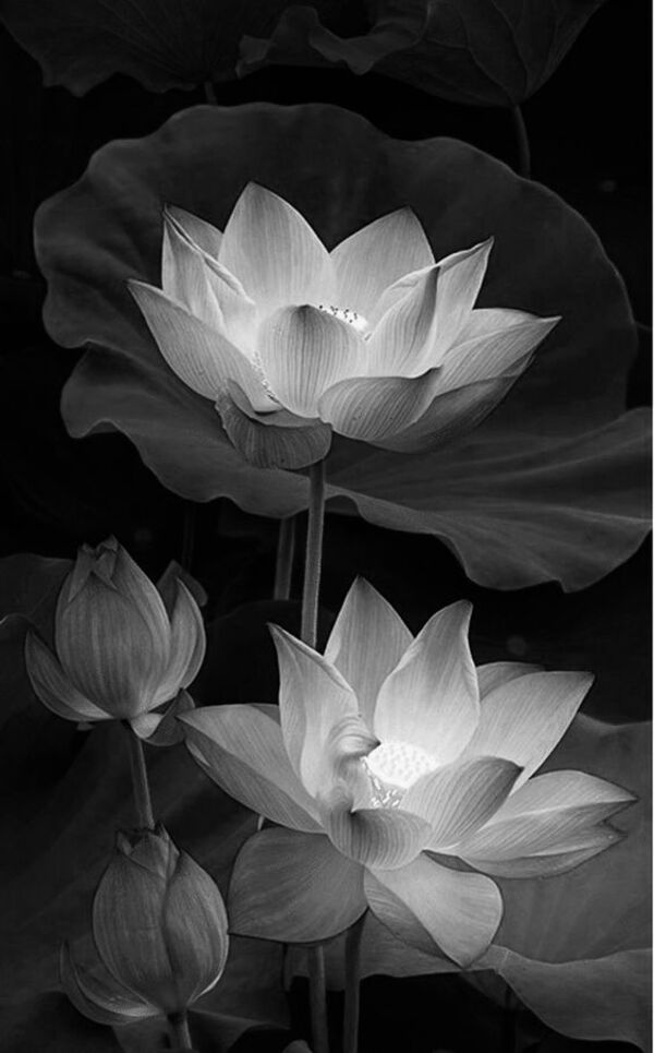 hình ảnh hoa sen trắng nền đen