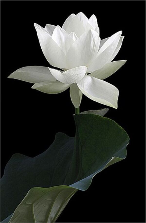hình ảnh hoa sen trắng đẹp nhất