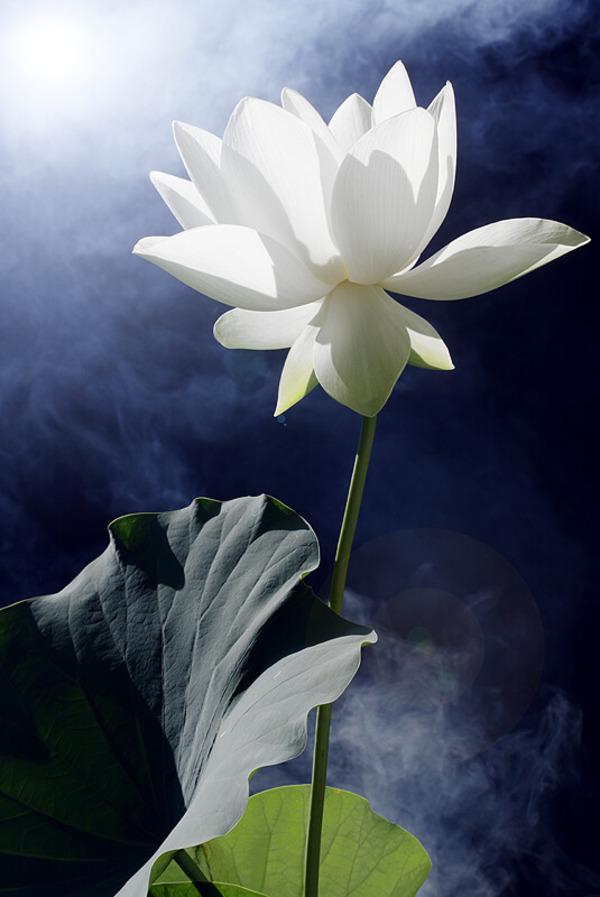 hình ảnh hoa sen trắng để tang
