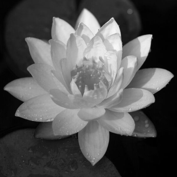 Bạn hoàn toàn có thể nhìn thấy ở đâu những hình hình họa hoa sen White nền đen thui rất đẹp nhất?
