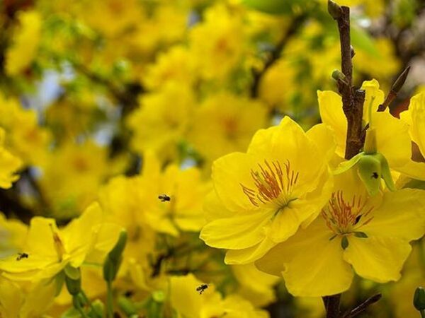 33 hình ảnh hoa đẹp sẽ truyền cảm hứng cho bạn  Hoa Decor