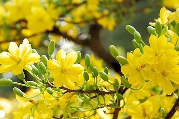 20 Hình ảnh hoa mai hình nền cây hoa mai đẹp nhất cho ngày Tết 2023