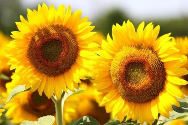 Bỏ túi 7 tips chụp ảnh với hoa hướng dương cho bạn bức ảnh đẹp xuất thần   ALONGWALKER