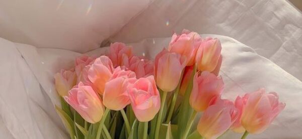ảnh hoa tulip trắng