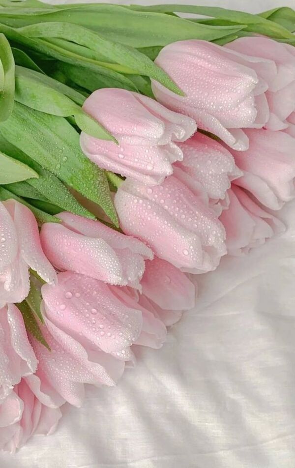 nền hoa tulip đẹp