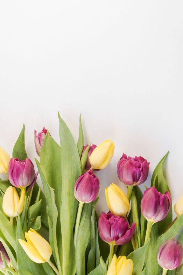 hoa tulip chill