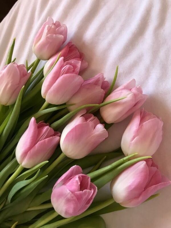 nền hoa tulip full hd