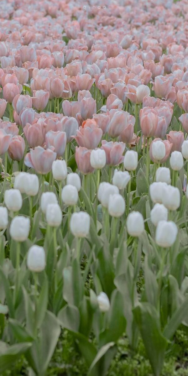 hoa tulip pinterest