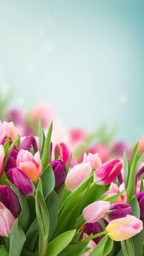 hoa tulip đẹp