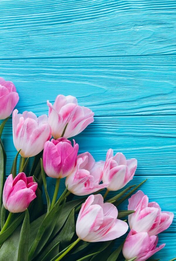 hoa tulip vintage