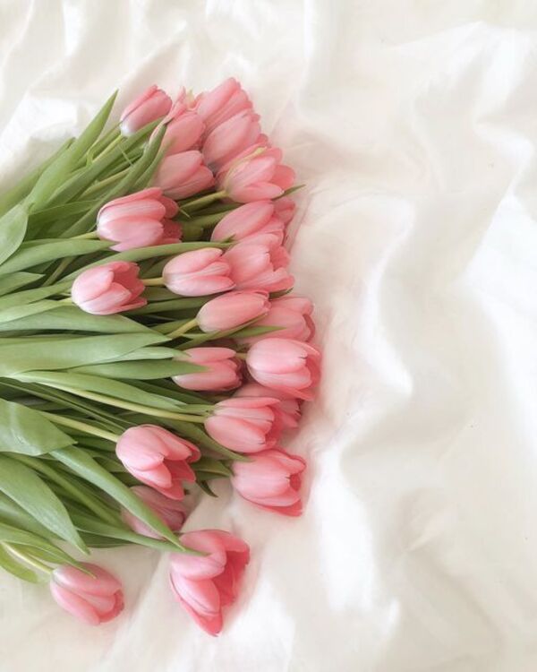 nền hoa tulip