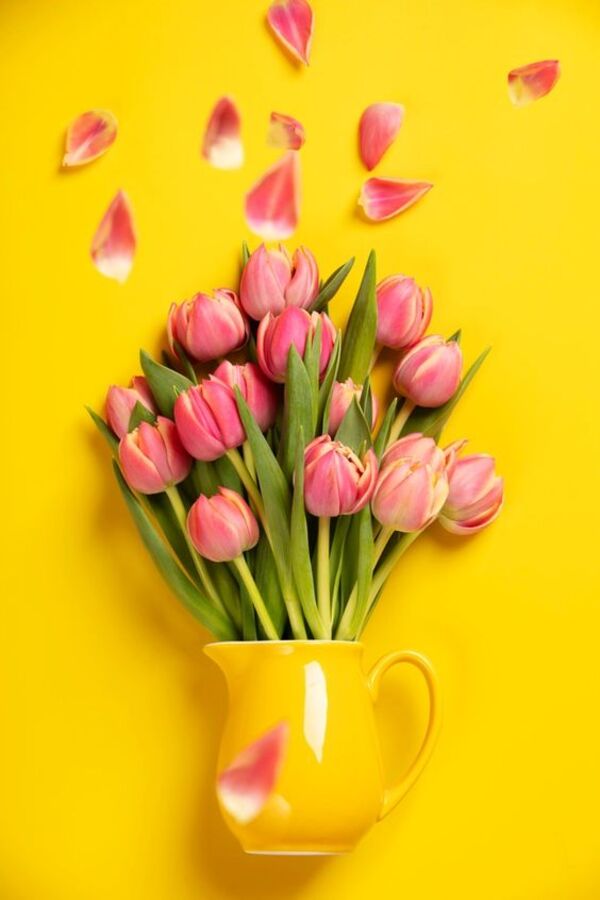 hinh nen hoa tulip ve