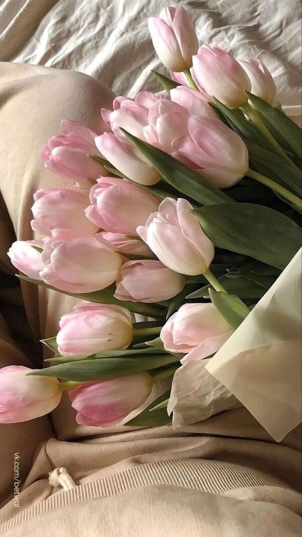 hinh nen hoa tulip chill
