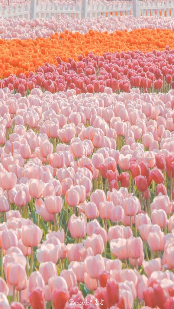 Ngất ngây với 110 hình nền hoa Tulip đẹp nhất cho máy tính điện thoại   VFOVN