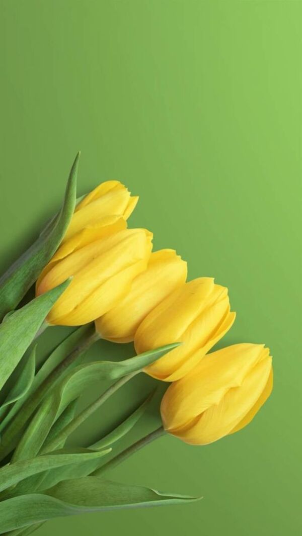hinh anh hoa tulip tim 