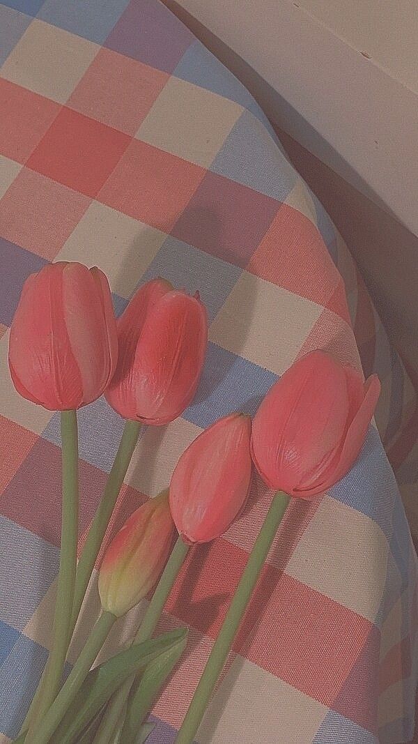 anh hoa tulip vang 