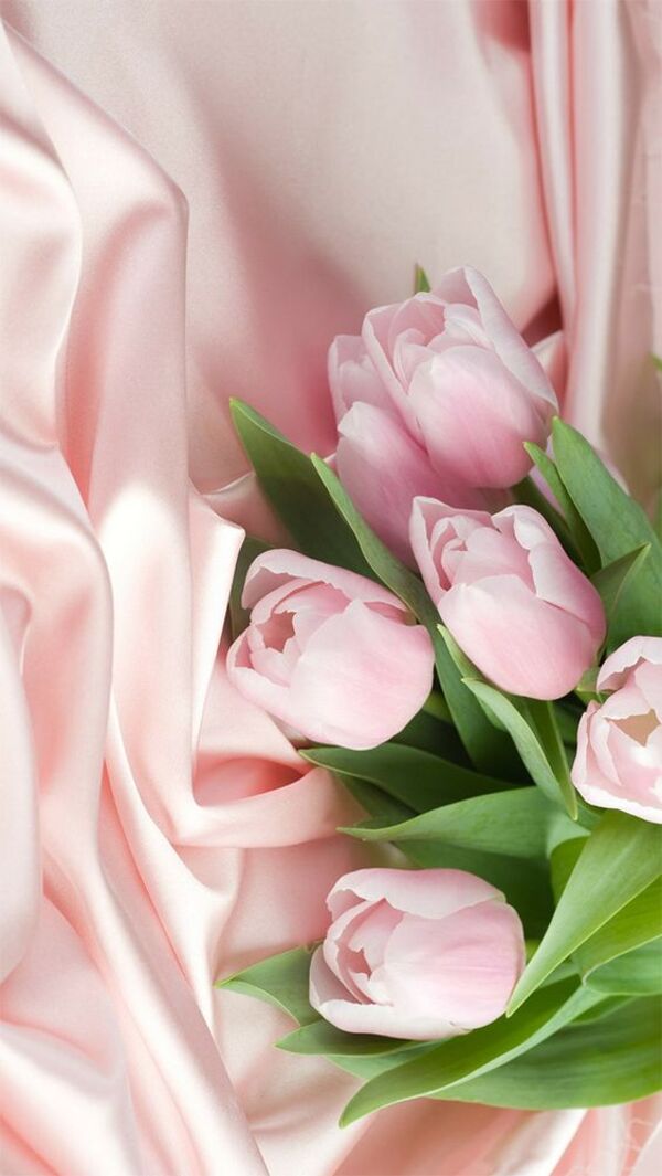 hinh anh hoa tulip dep