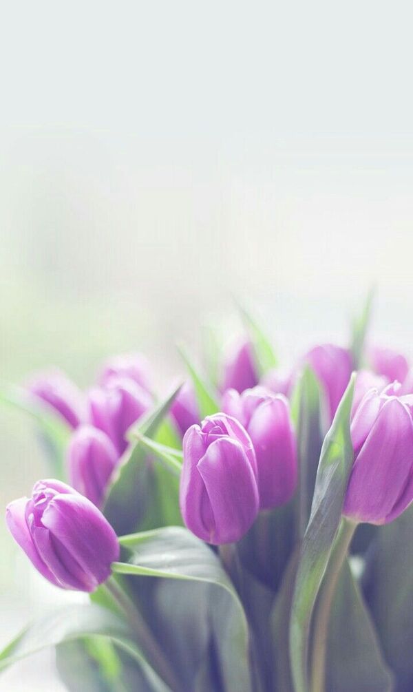 hinh nen hoa tulip tim