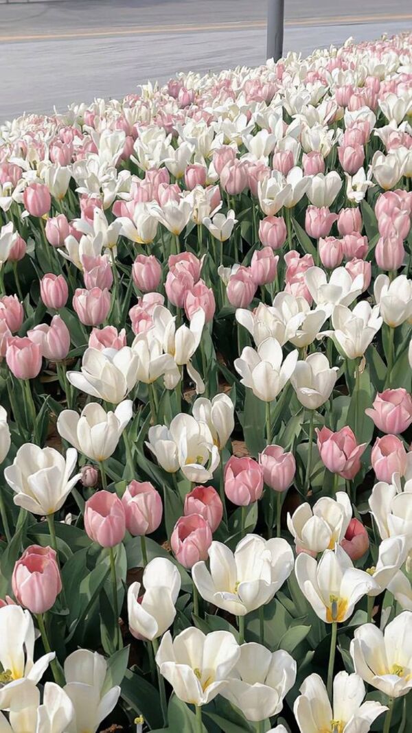 Top 70 Hình Ảnh Hoa Tulip Đẹp Nhất Cho Điện Thoại, Máy Tính