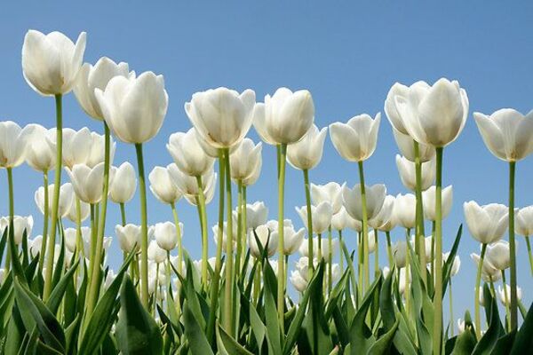 ảnh Hoa Tulip Màu Hồng Tải Xuống Miễn Phí, ảnh mùa xuân, tullips, hoa tulip  đẹp Trên Lovepik
