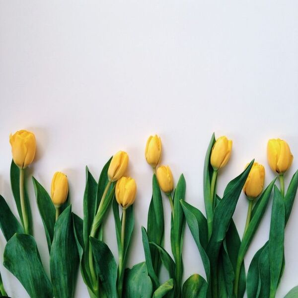 hình nền hoa tulip chill