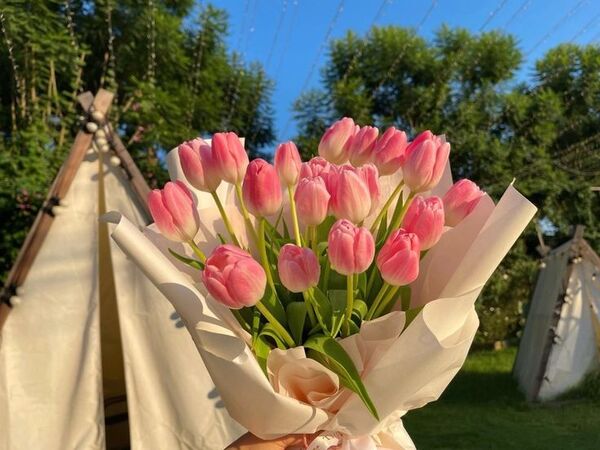 hình ảnh hoa tulip tím