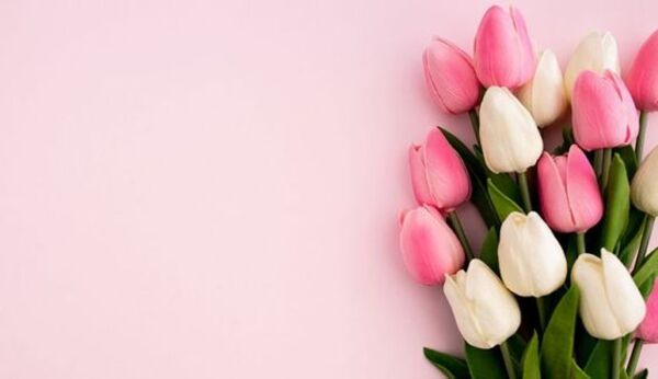 hình ảnh hoa tulip trắng