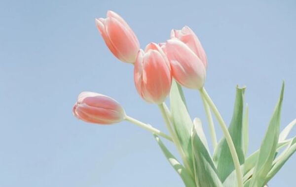 Hình ảnh hoa tulip đẹp nhất thế giới mang sắc hồng ngọt ngào