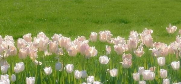 hình ảnh hoa tulip