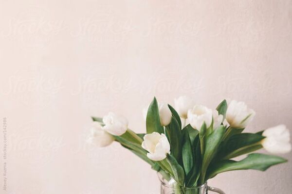 ảnh hoa tulip vintage