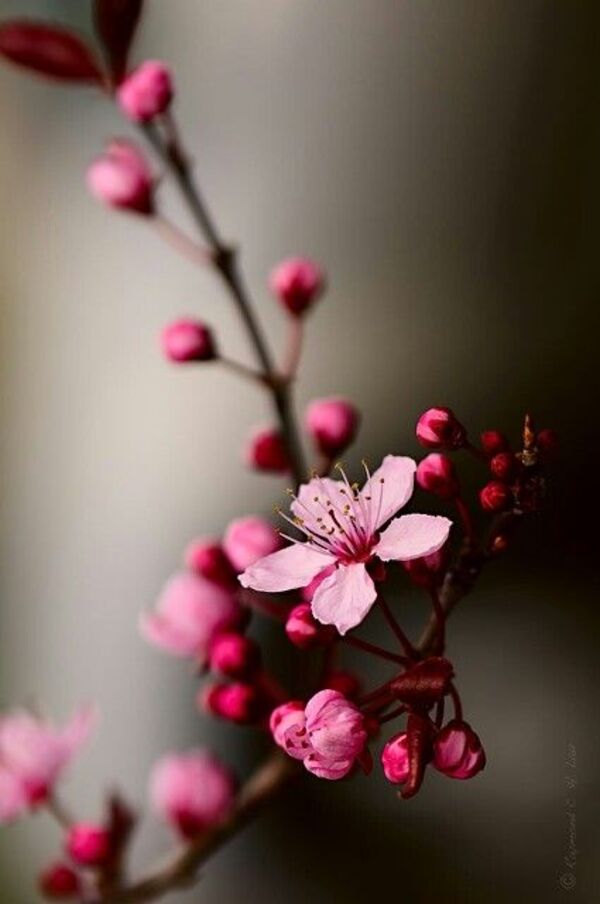 Tổng hợp 300 ảnh hoa đào hoa anh đào đẹp full HD miễn phí BlogAnChoi