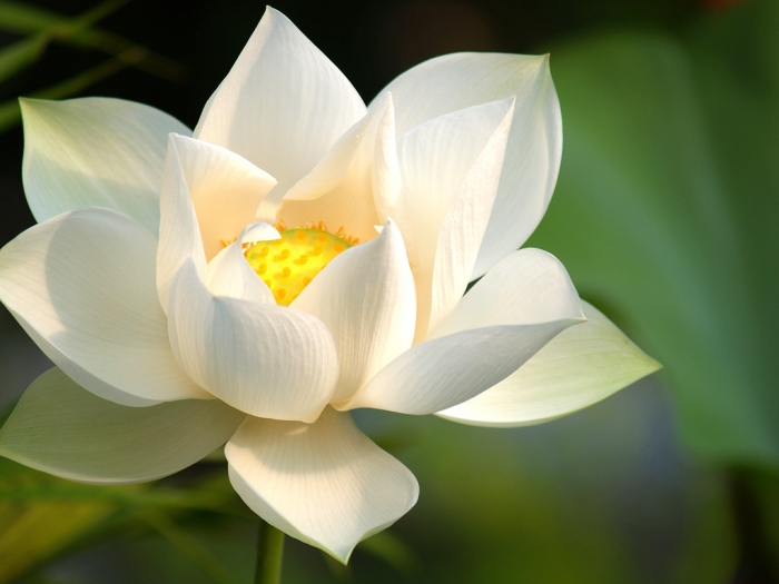Thuần khiết là một trong những đặc điểm nổi bật nhất của hoa sen. Hãy xem ảnh để ngắm nhìn vẻ đẹp thanh lịch, trong sáng của hoa sen trắng.